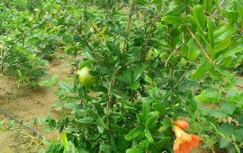 范县天气预报的简单介绍 范县天气预报的简单介绍